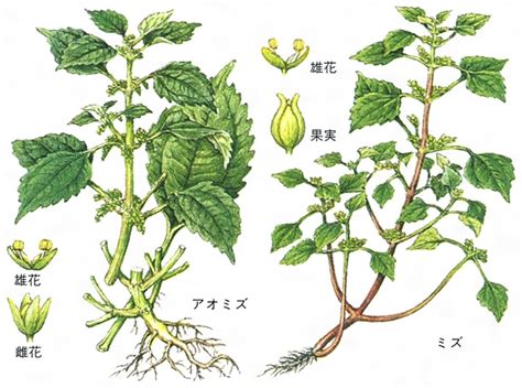 Aomizuan（アオミズアン） Circle Profile .